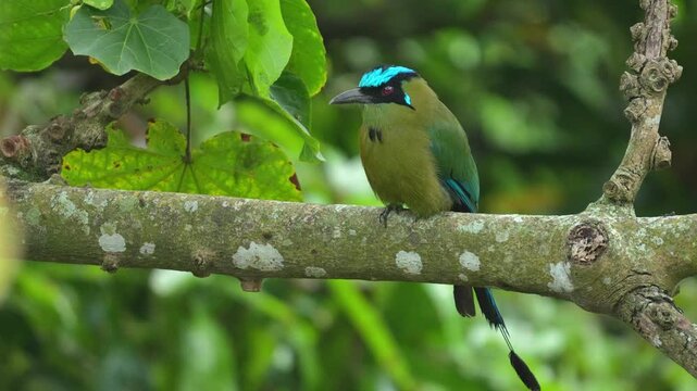 Medium shot of an Andean Motmot (Momotus aequatorialis) perched on the trunk of a tree in its natural forest habitat. The bird remains calm and alert, allowing clear visibility of its colorful plumage