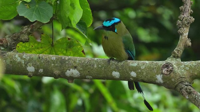 Medium shot of an Andean Motmot (Momotus aequatorialis) perched on the trunk of a tree in its natural forest habitat. The bird remains calm and alert, allowing clear visibility of its colorful plumage