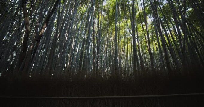 Smooth tracking shot of majestic bamboo thicket in Japan
