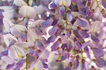 GLYCINE © onoky