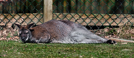 Bennett`s wallaby near the wire febce in its enclosure. Latin name - Macropus rufogriseus © Mikhail Blajenov
