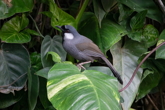 Grey sibia bird (Heterophasia gracilis) perched on tropical foliage