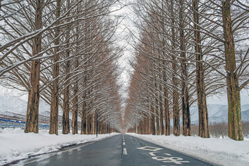 滋賀 並木道の雪景色