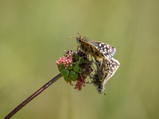 Grizzled Skippers Mating on Small Burnet