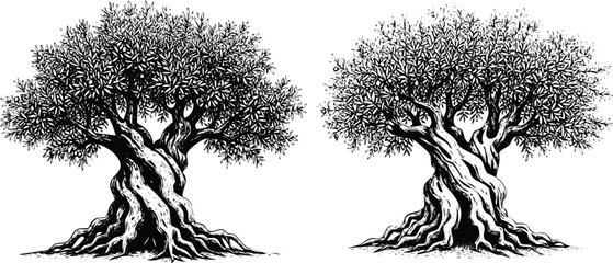 Two majestic trees standing side by side in a serene forest landscape. Vector