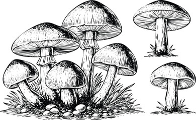 A detailed illustration of various mushrooms growing in a natural setting. Vector