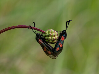 Five-spot Burnet Moth Mating on Small Burnet Plant