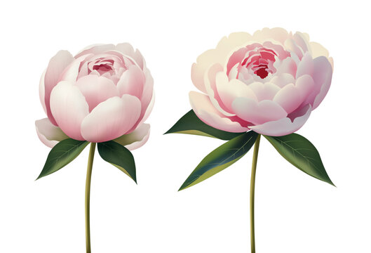 Two peonies flat vector illustration. Pink and white gradient flowers, bloom and bud, isolated on white for social media and packaging