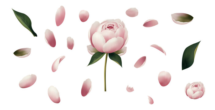 Deconstructed peony bud flat vector. Separated petals and leaves with pink to white gradients, isolated on white for design projects