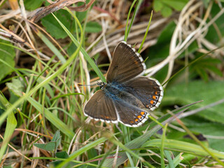 Female Adonis Blue Butterfly. Wings Open.