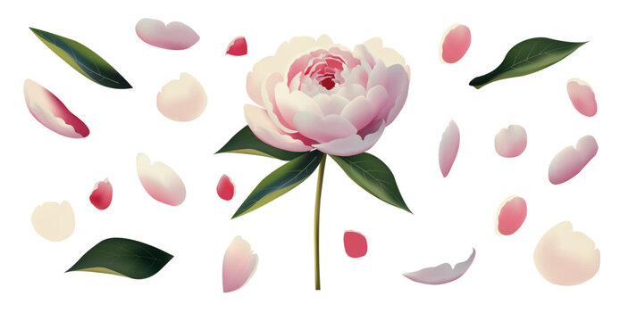 Peony bud parts and pieces. Flat style botanical elements, individual petals and leaves with soft gradients for crafting and packaging