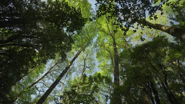 Nadir shot capturing dense Patagonian Andean forest with lush green canopy