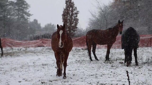 Horse walking in winter snow