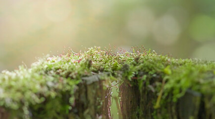 Naklejka premium Beautiful green moss on a stump, moss in close-up, macro. Beautiful moss background for wallpaper. Selective focus