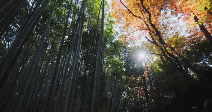 Cinematic low shot going through bamboo thicket and autumn forest