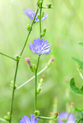 Obraz premium Blue flowers of the chicory plant. selective focus