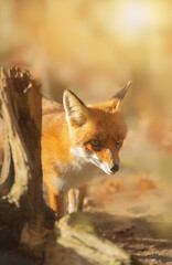 Fototapeta premium Curious red fox (Vulpes vulpes) peeking from behind a tree trunk in the golden autumn forest - wildlife portrait with soft natural lighting.