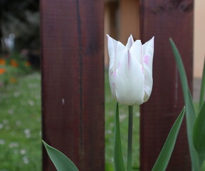 Tulipano bianco