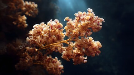 Fototapeta premium A cluster of delicate soft orange coral branches sway gently underwater illuminated by soft rays of light in the deep ocean