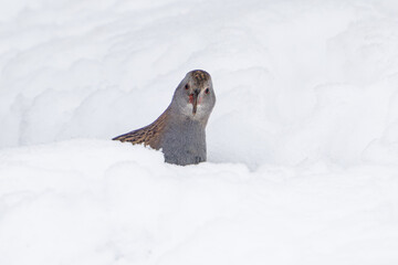 European water rail (Rallus aquaticus)