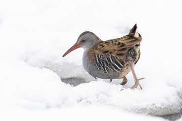 European water rail (Rallus aquaticus)