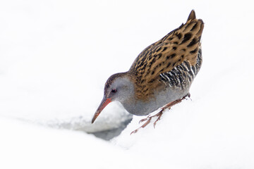 European water rail (Rallus aquaticus)