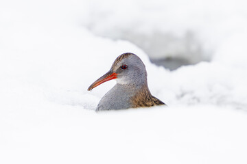 European water rail (Rallus aquaticus)