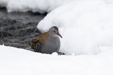 European water rail (Rallus aquaticus)