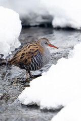 European water rail (Rallus aquaticus)