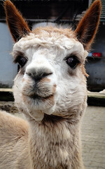 Fototapeta premium Close up portrait of cute alpaca looking at camera on farm