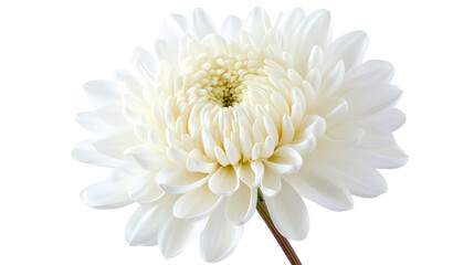 Fototapeta premium A white flower with a yellow center
