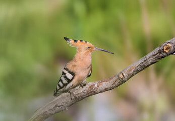 Adult common hoopoe (Upupa epops) photographed close-up perched on a branch with its crest open against a blurred background © VOLODYMYR KUCHERENKO