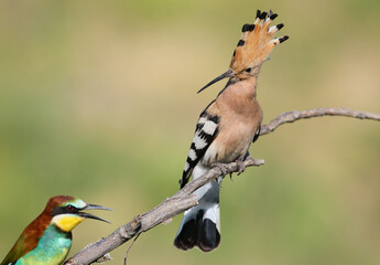 Adult common hoopoe (Upupa epops) photographed close-up perched on a branch with its crest open against a blurred background © VOLODYMYR KUCHERENKO
