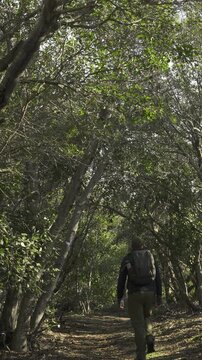Hiker with cap and backpack walks along trail surrounded by Patagonian Rauli (Nothofagus alpina) forest