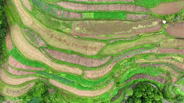 Aerial Terraced Farmland with Curved Green Fields and Crops