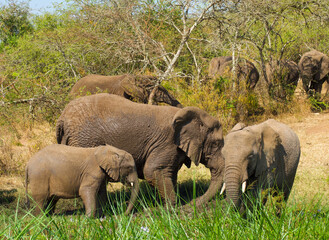 Elephant family walking through grassy riverbank in safari landscape © debra
