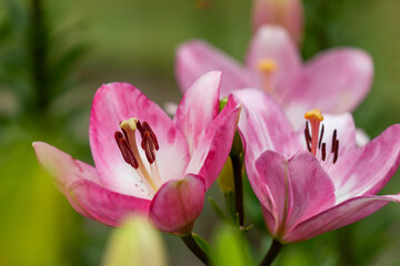 Bright pink lily shown in a garden setting with several buds. A close view highlights the anthers and pistil, conveying freshness, growth, and natural beauty suitable for nature, floral.