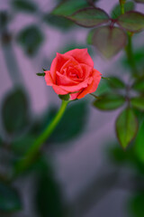 red rose with water drops