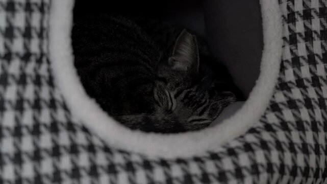 Cat sleeping in its comfy hut bed (Handheld)