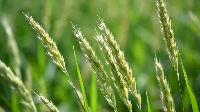 Close-up of Rice Plants in a Field, Green and Growing.