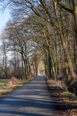 Naklejka premium Country road passing through bare tree avenue in gelderland