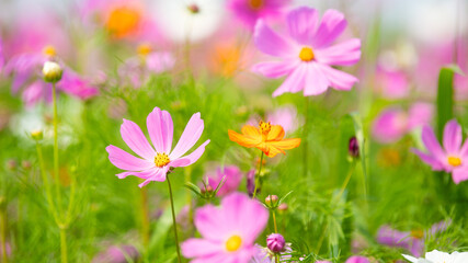 Obraz premium Spring Cosmos Flowers Blooming in Meadow