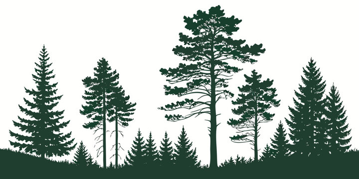 Silhouettes of tall pine trees against a clear sky at sunset.