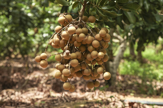 Fresh Longan Fruits on Tree Branch - Chinese Dragon Eye Fruit from Gaozhou Guangdong