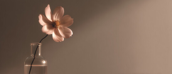 Single cosmos flower in glass vase on warm beige background minimal still life with copy space