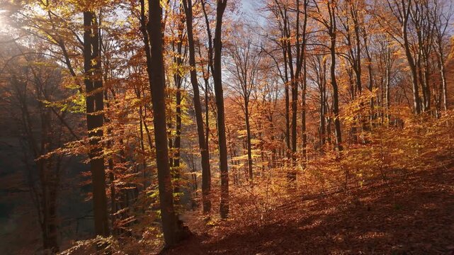 Cinematic Long Take Sequence Panning Through Dense Golden Hour Beech Forest Transitioning to Static Shot of Chaotic Falling Leaves in Strong Wind