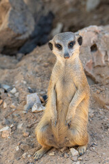 Fototapeta premium Meerkat sitting on the sand 