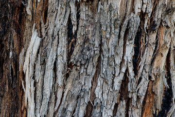 Obraz premium tree bark texture