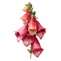 Watercolor isometric vector-style illustration of Foxglove, isolated on white background. © John