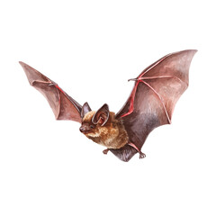 Fototapeta premium Bat in detailed isometric watercolor art, isolated on a pure white backdrop.